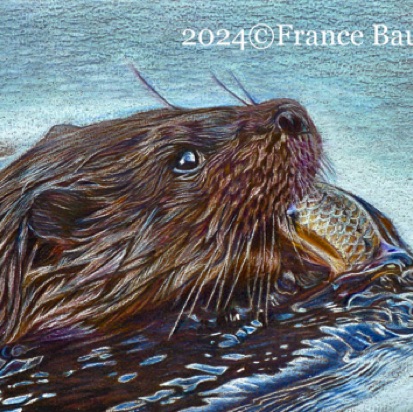 British Otter - 8.5 hours
Brown Colourfix Smooth
5" x 7"
Ref: Paul Lloyd British Otter - 8.5 hours
Brown Colourfix Smooth
5" x 7"
Ref: Paul Lloyd
